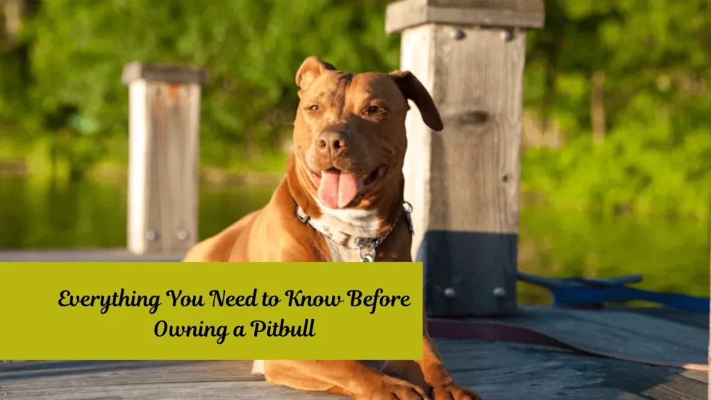 Everything You Need to Know Before Owning a Pitbull