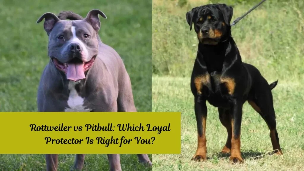 Rottweiler vs Pitbull: Which Loyal Protector Is Right for You?