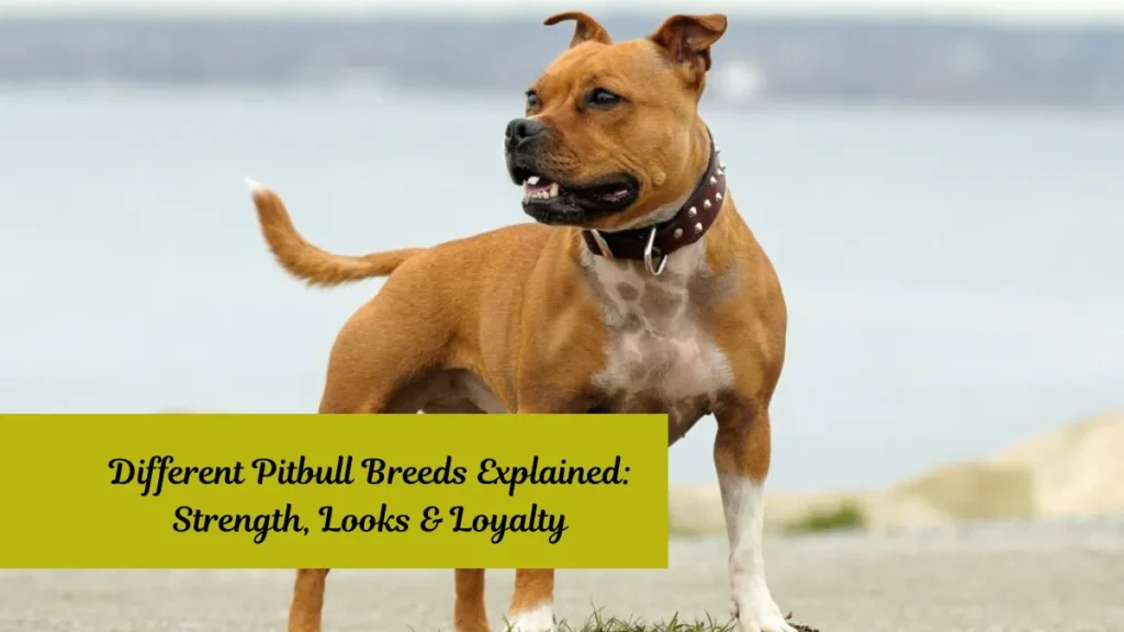 Different Pitbull Breeds Explained: Strength, Looks & Loyalty