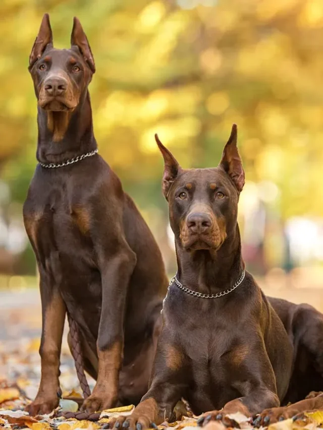 5 Smartest Dog Breeds That Will Surprise You