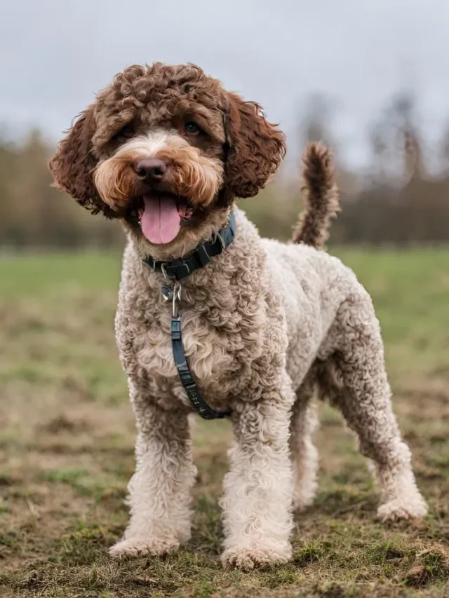 5 Rare Dog Breeds You’ve Probably Never Heard Of