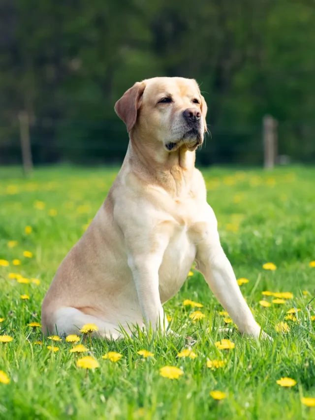 6 Dog Breeds That Are Perfect for Families