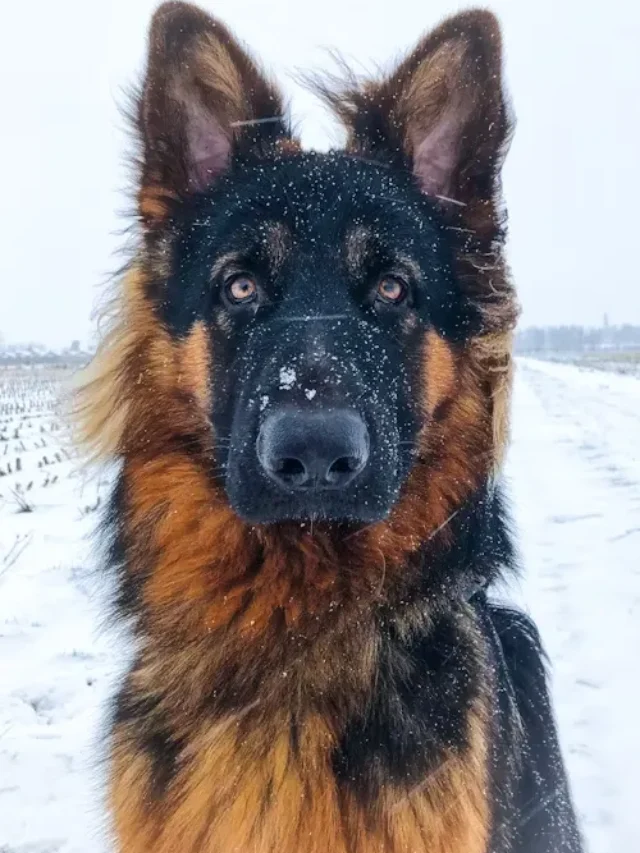 7 Most Loyal Dog Breeds Every Owner Should Know
