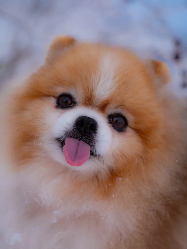 6 Small Dog Breeds That Make Great Apartment Pets